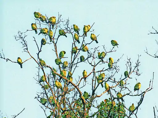 जाेड़ा बनाने की जुगत में एक पेड़ की डाल पर जुटे 46 ग्रीन पीजन