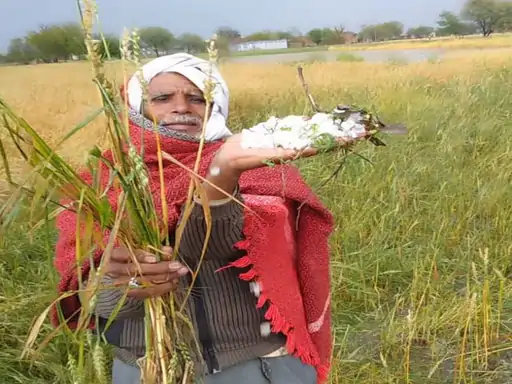 ओलावृष्टि की हिला देने वाली फसल ओलों से दबी, फिर बहकर चली, ऊंट-कुत्ते तक फंसे, हजारों पक्षी मारे गए