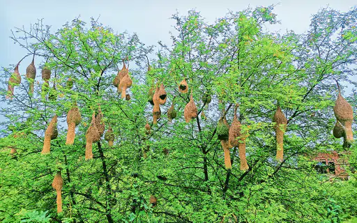 28 दिन में नर बया बनाता है घोंसला, मादा करती है इसका निरीक्षण, पसंद न आए तो फिर बनाता है