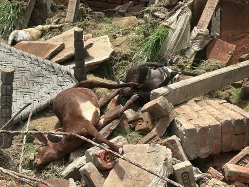खुर्जा में मकान गिरने से 4 मवेशियों की मौत:स्थानीय लोगों मलबा हटाया,घर के बाहर जाने से मालिक की जान बची...TV Newsकल तक