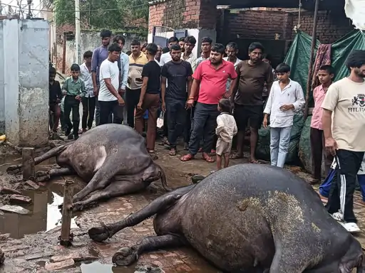 बुलंदशहर में हाईटेंशन तार टूटने से दो भैंसों की मौत:कई गांवों की बिजली गुल,बिजली विभाग पर लाइन शिफ्ट न करने का आरोप...TV Newsकल तक