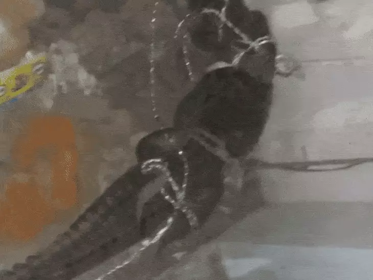 बुलंदशहर में लगभग 6 फिट लंबा मगरमच्छ पकड़ा:क्षेत्र में दहशत का माहौल,ग्रामीणों ने वन विभाग को सौंपा...TV Newsकल तक