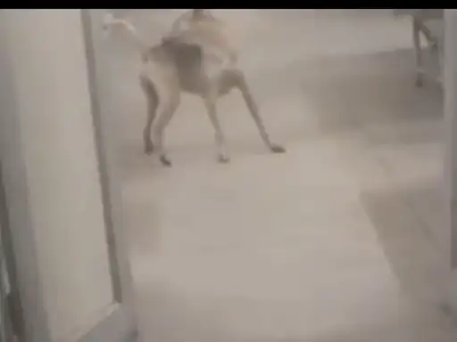 बुलंदशहर अस्पताल के वार्ड में घूम रहे कुत्ते:मरीजों को संक्रमण का खतरा,आए दिन आ रहे डॉग बाइक के के...TV Newsकल तक