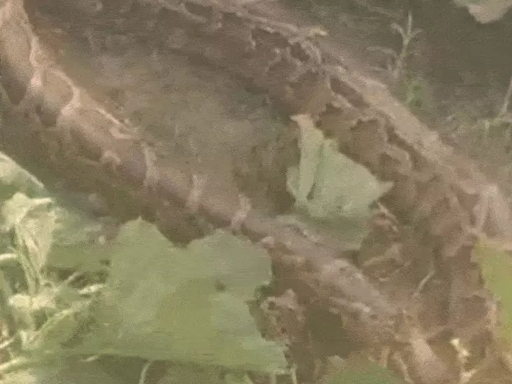 बुलंदशहर में ईदगाह के पास मिला अजगर:ग्रामीणों में दहशत का माहौल,वन विभाग की टीम ने सुरक्षित जंगल में छोड़ा...TV Newsकल तक