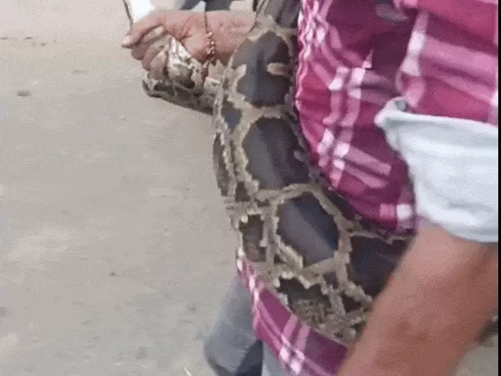 बुलंदशहर में नहर पुल पर दिखा 10 फीट का अजगर:वन विभाग ने किया रेस्क्यू,हसनपुर के युवक ने दिखाया साहस...TV Newsकल तक