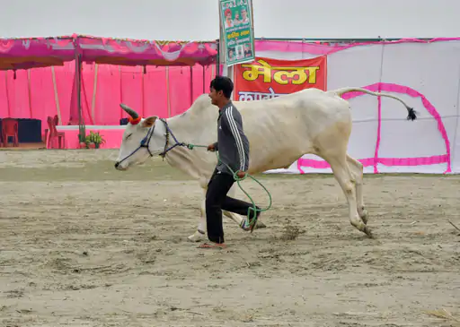 अनूपशहर में 4 लाख श्रद्धालुओं ने लगाई आस्था की डुबकी:कार्तिक पूर्णिमा पर उमड़ा जनसैलाब,घाटों पर दिखी रौनक,पुलिस बल तैनात...TV Newsकल तक