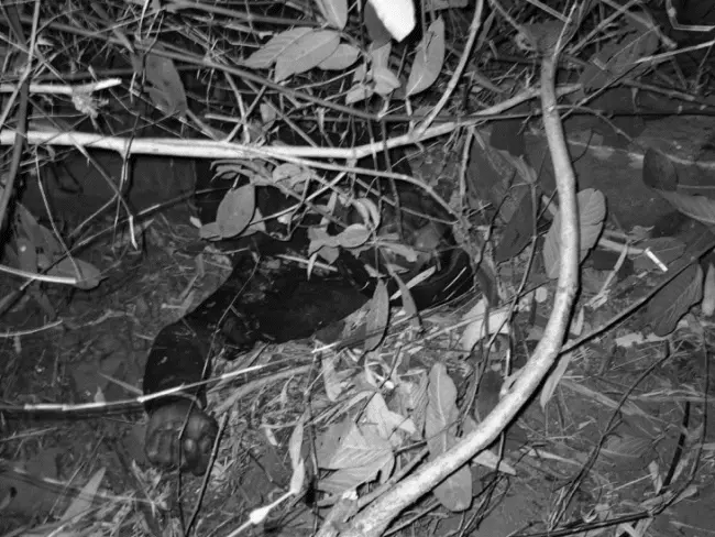 MP : कोहरे में पलटी पिकअप, 4 की मौक़े पर ही मौत