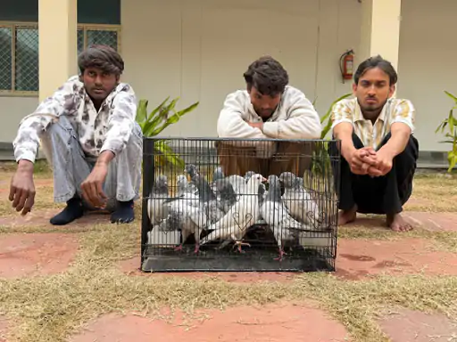 फतेहपुर पुलिस ने तीन आरोपी किए गिरफ्तार:सूने मकान से बकरा, पंखे और कबूतर चुराए थे