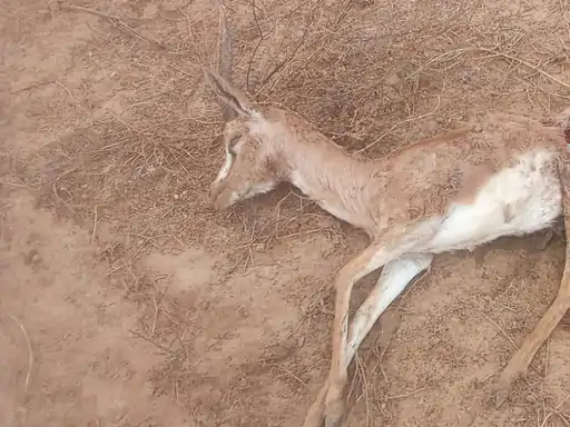 फतेहपुर में पैंथर ने हिरण का शिकार किया:वन विभाग ने लेपर्ड द्वारा शिकार की पुष्टि की, टीम अलर्ट पर