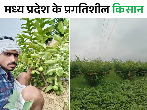 इंजीनियर ने नौकरी छोड़ की हाइब्रिड फलों की खेती:चार बीघा में 50 हजार की लागत; परंपरागत खेती से चार गुना अधिक कमाया मुनाफा