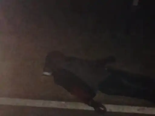 छिंदवाड़ा : दो बाइकों की भीषण भिड़ंत, 1 की मौत, 3 लोग घायल