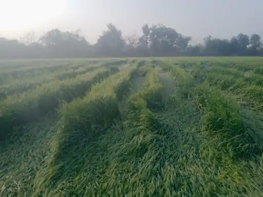 खंडवा में मौसम की मार : मावठ ने बढ़ाई किसानों की चिंता