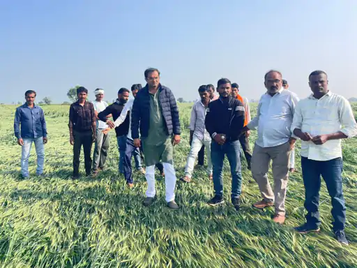 खंडवा : ओलावृष्टि से ख़राब फसलों के मुआवजे की उठाई मांग