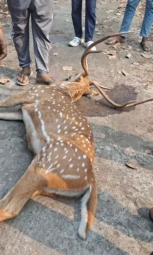 जबलपुर : तेज रफ्तार एक्टिवा से टकराया बारहसिंगा, मौके पर मौत