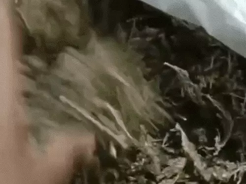 इंदौर में पत्नी ने पति को ही भिजवाया जेल, नशे का कारोबार करते रंगे हाथों पकड़वाया