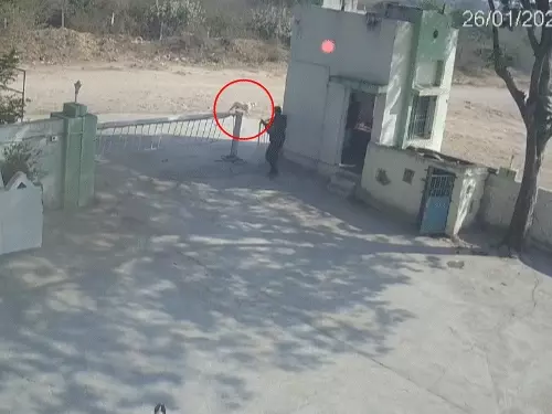 જૂનાગઢના પાતાપુર ગામે સવારના સિંહણે કુતરા પાછળ દોટ મુકતા યુવકને યમરાજ દેખાયા.