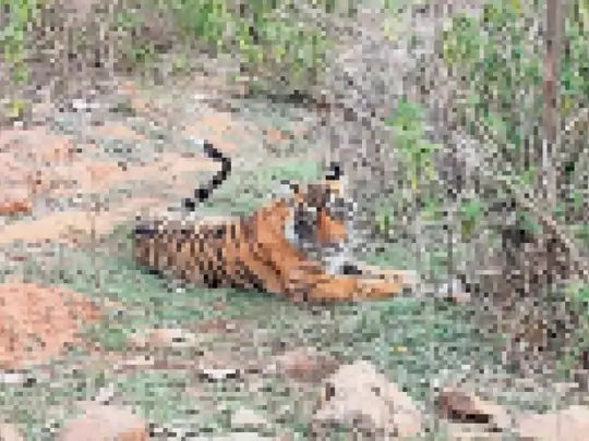 बाघों का नामकरण हुआ: बाघिन एसटी-10 की बेटी का नामकरण, अब एसटी-22 के नाम से जानी जाएगी