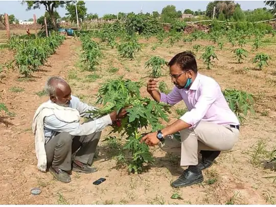 पथरीली जमीन पर पपीते की खेती: धौलपुर के ऐसे बीहड़ क्षेत्र जहां नहीं होती थी खेती,लगा दिए 600 पौधे,हर सीजन में 2 लाख रुपए की कमाई