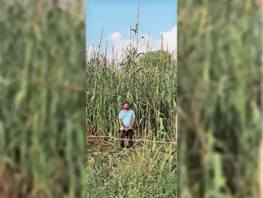 17 फीट का हुआ बाजरे का पाैधा, बाली की लंबाई भी 5 फीट तक